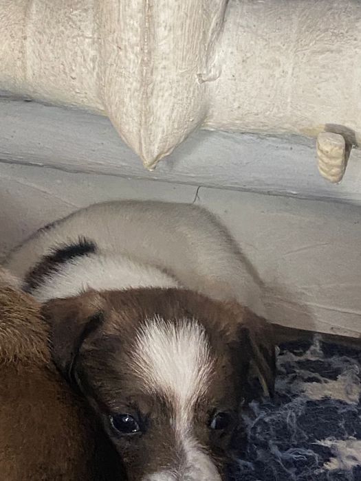 Продаю щенят джек рассала