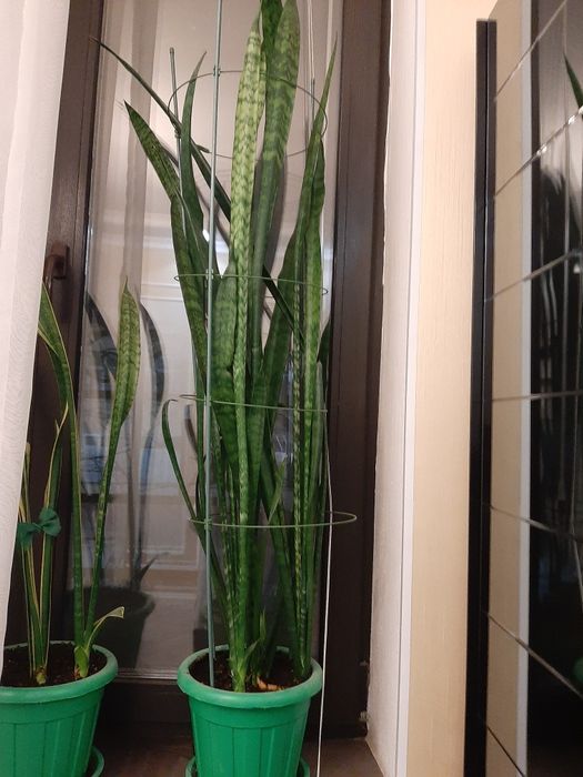 Сансевьерия разных видов.