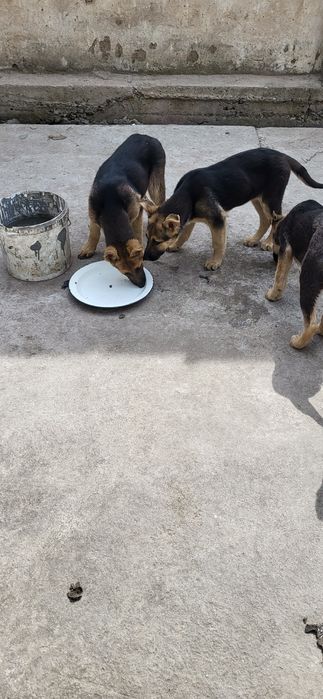 Сабака апчаркы күшик