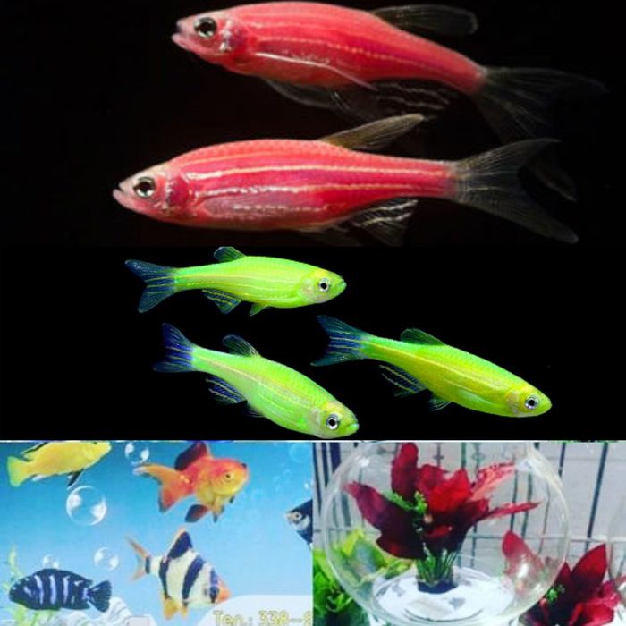 Рюмка5л .В Афалине.Навои Торайгырова