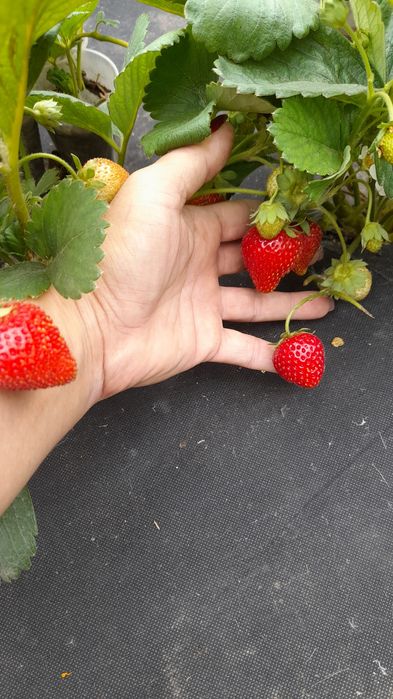 Продам рассаду клубники