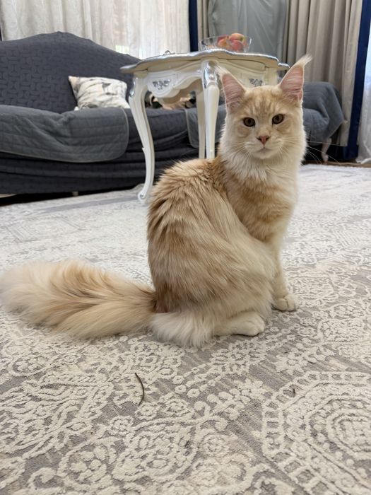 Мейнкун шикарный кот