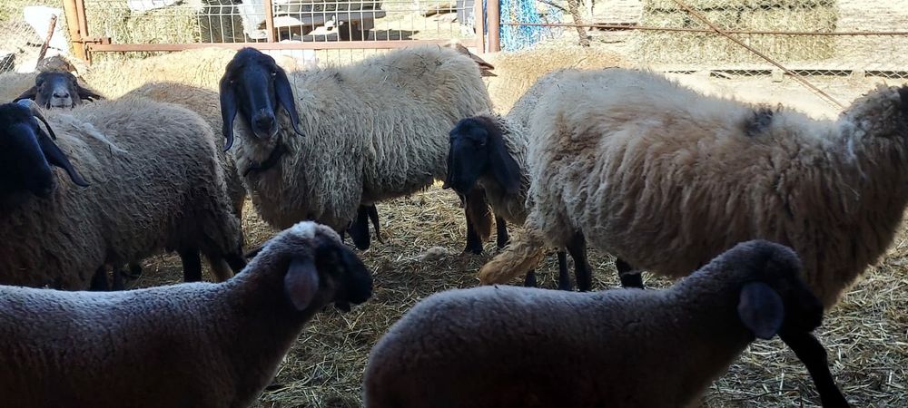 De vânzare carabasă sarbească, șapte oi cu miei ,trei berbeci!