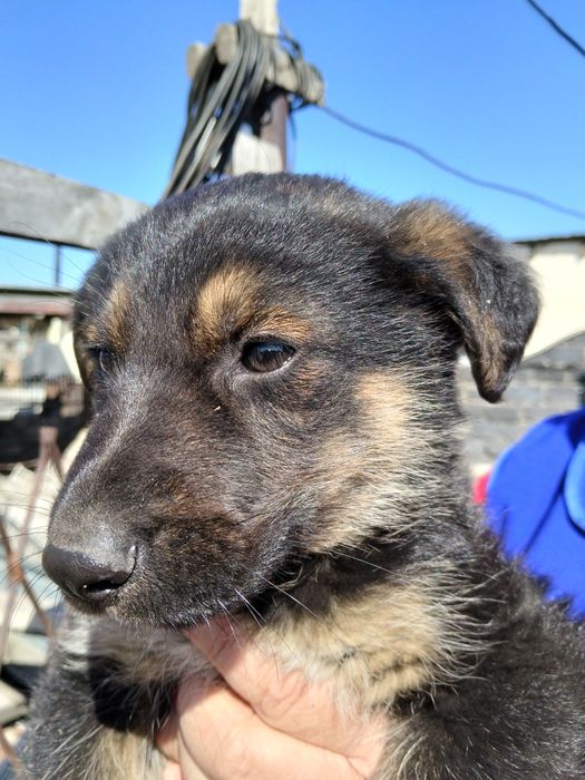 Отдам щенка немца