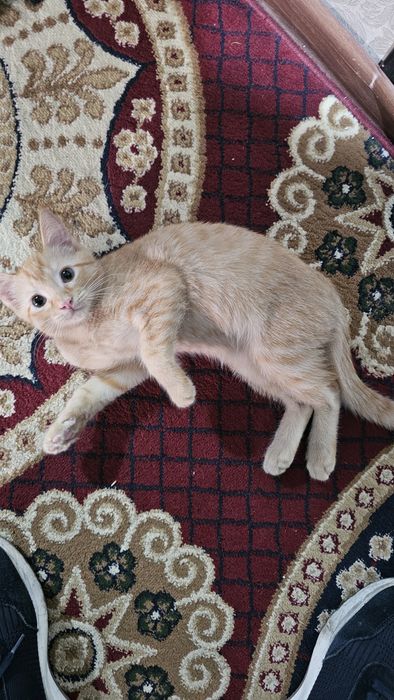 Котёнок, девочка