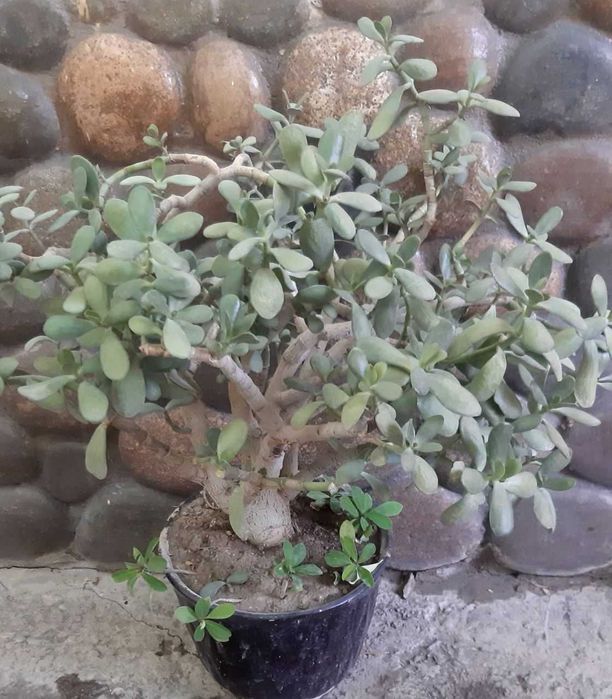 Продается Денежное Дерево комнатный цветок