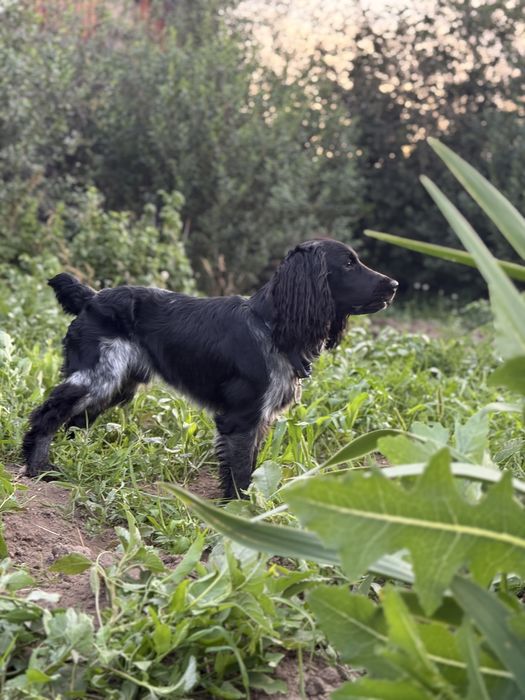 Красавец русский спаниель ищет невесту
