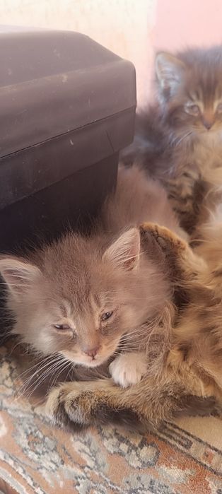 Подарю котят ласковых