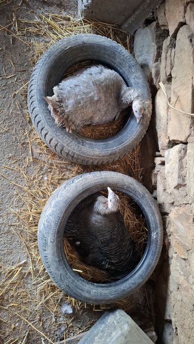 Домашни    Пуйки