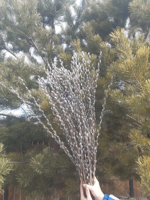 Продам вербу пушистую.