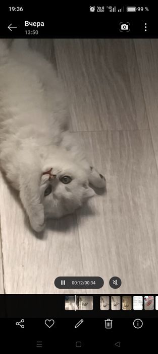 Продается котенок скоттиш фолд, мальчик  1, 5месяца.