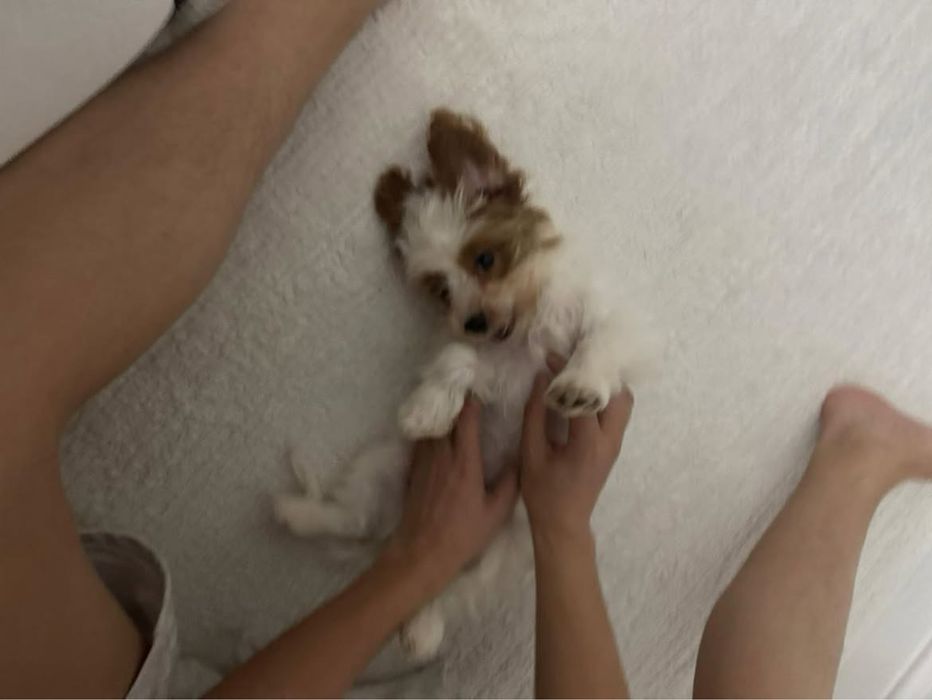 Мальтипу Ф1 3 мес