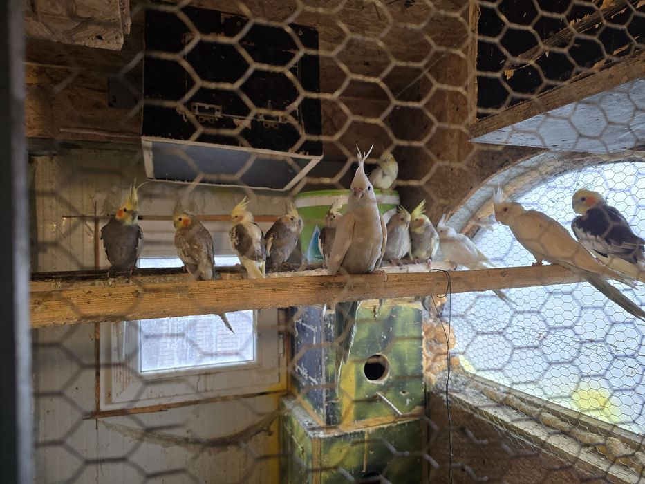 De Vânzare  Papagali