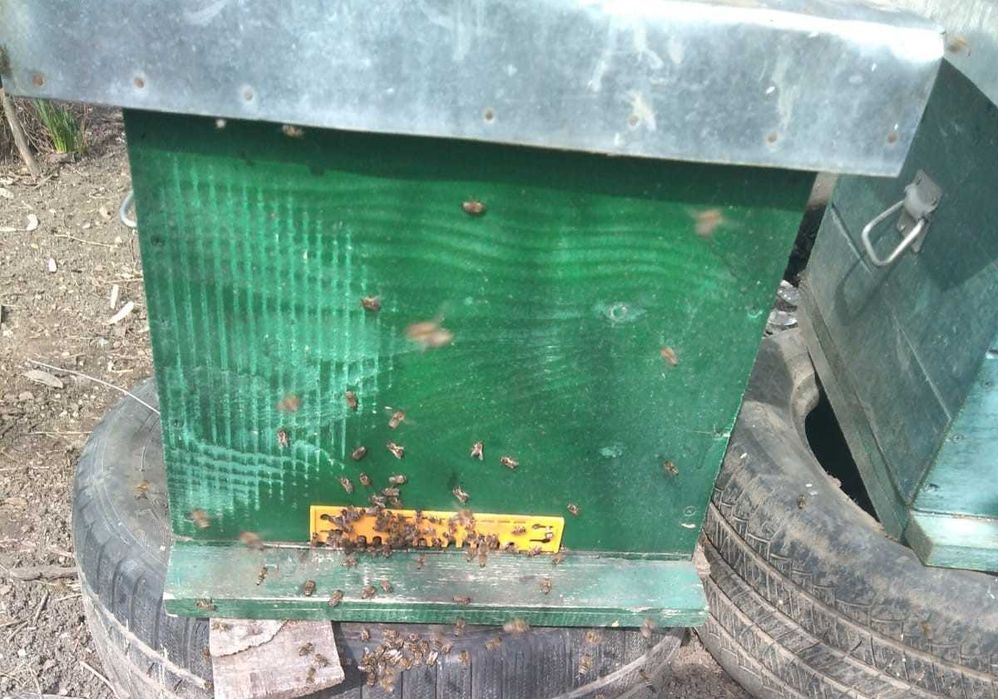 Familii de albine/stupi