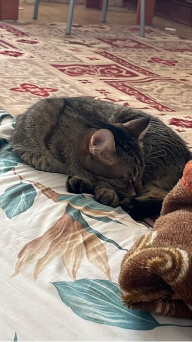 Отдаем кота( мальчик )