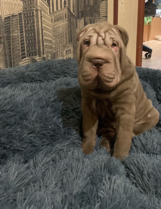 Продажа щенков шарпея