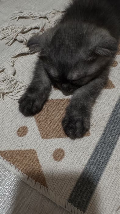 Скотиш фолд мальчики