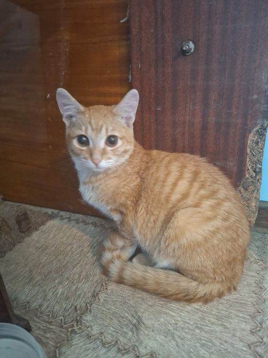 Котенок мальчик 4 месяца