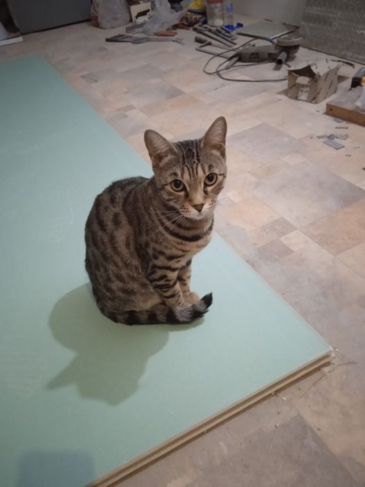 Котята котята котята