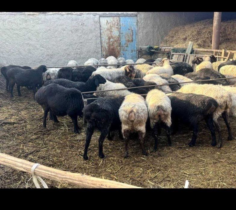 Veterinar xizmatlari !