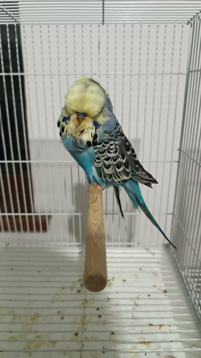 Выставочные чехи попугай