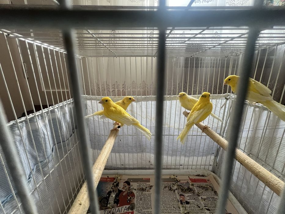 Kanareykalar sotiladi канарейка