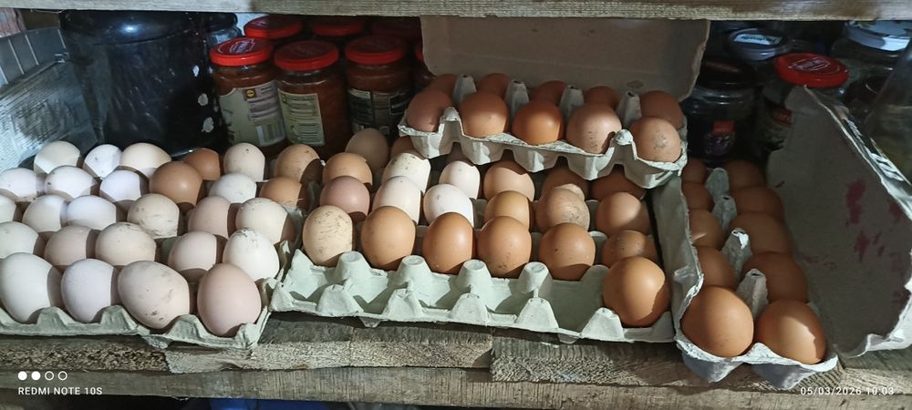 Oua de gaini de rasa, rate ciocolatii, negru sălbatic și ouă de gâscă