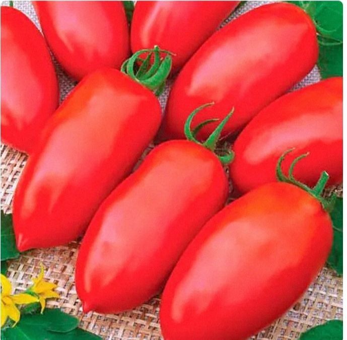 Семена томата F1 Эрколь 2500 семян