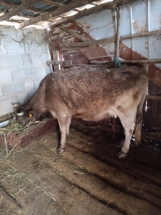 Сиыр продам 6 жасар