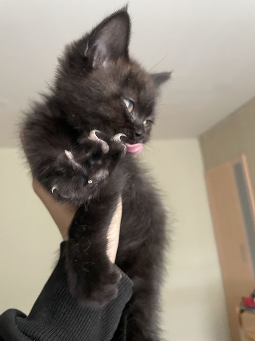 Котенок в добрые руки. СРОЧНО!