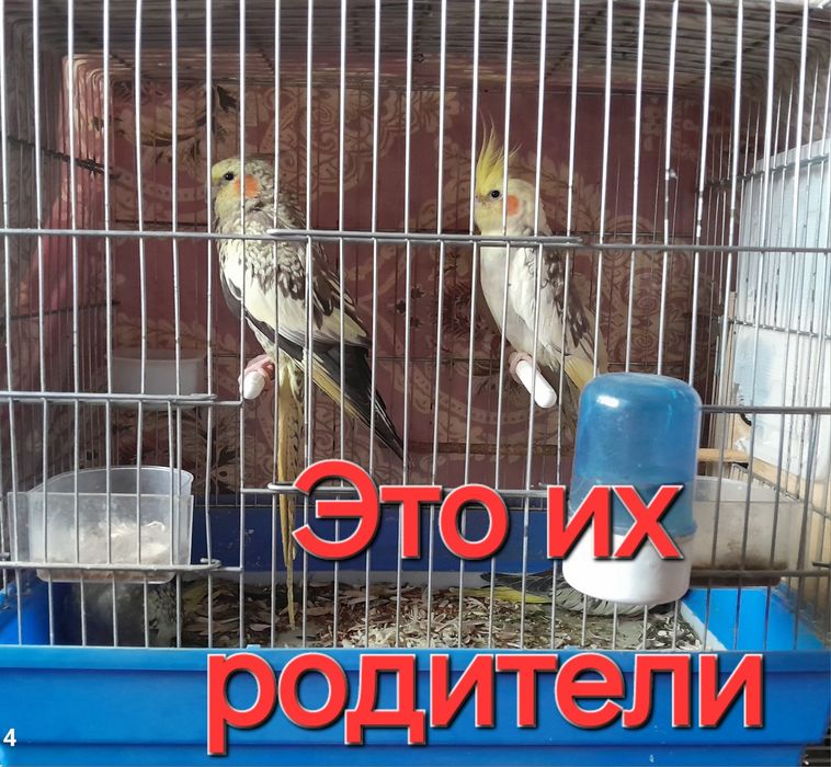 Продаются попугаи
