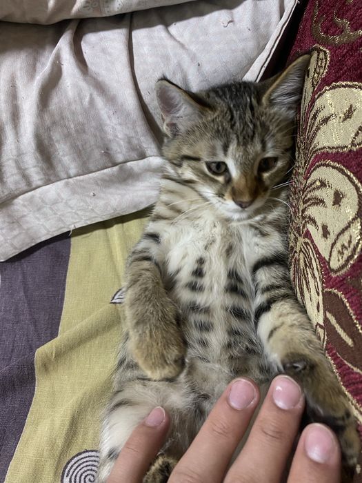 Отдам в хорошие руки