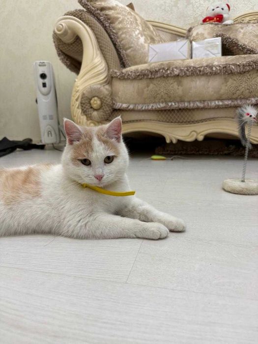 Найден  рыжий котик