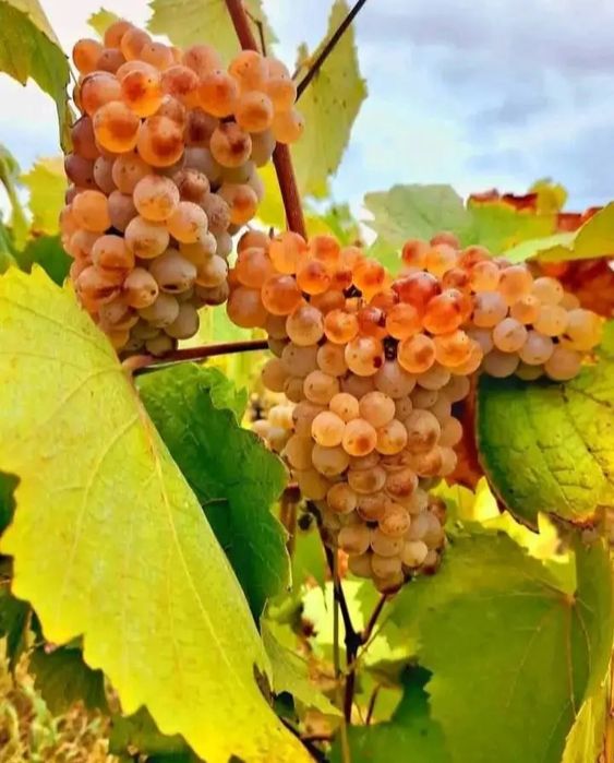 Struguri de vin 2026