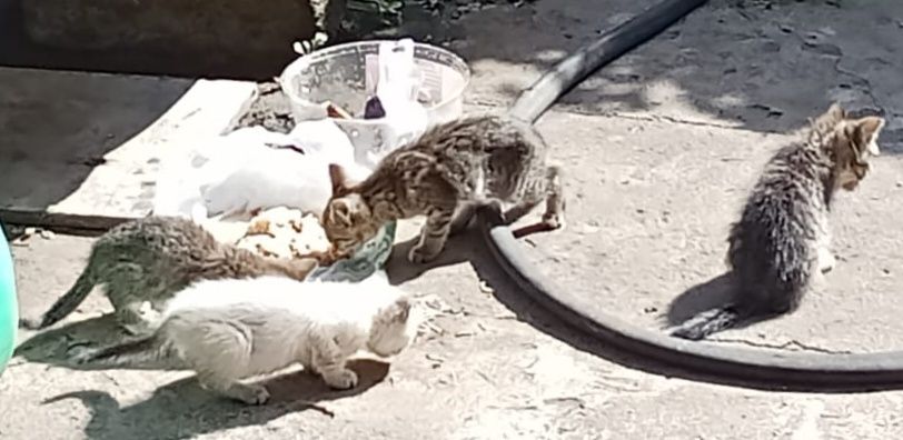 Котята мышелов 500 тг