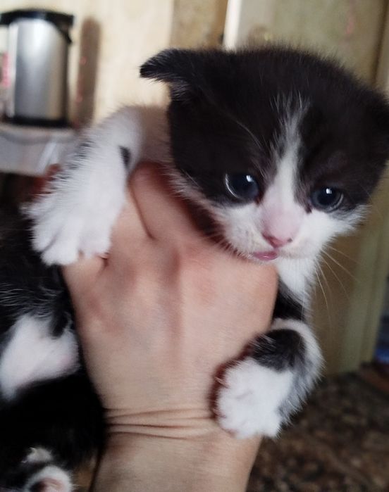 Siam skotc folt bolalari