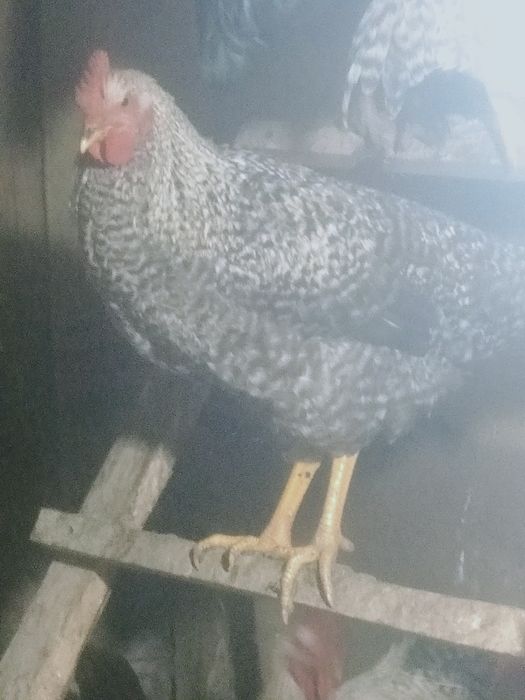 Продам срочно петухов и курочек .  .