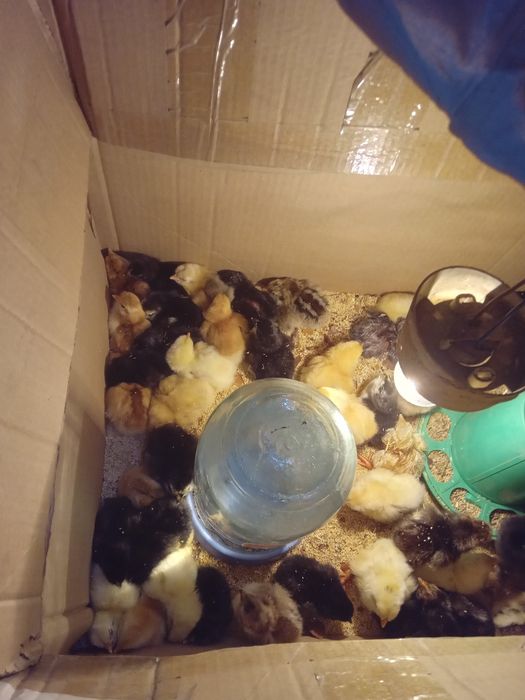 Продам домашних цыплят.