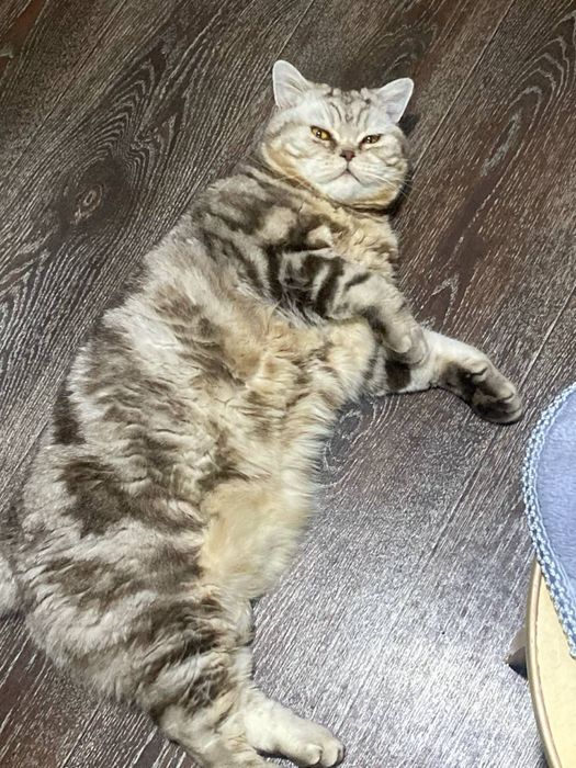 Кот породы скоттиш страйт