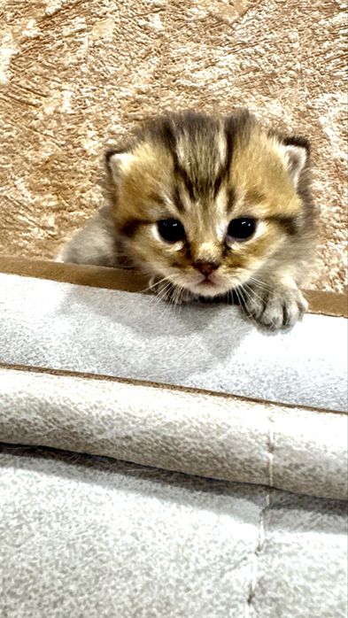 Золотая шиншилла папа манчкин