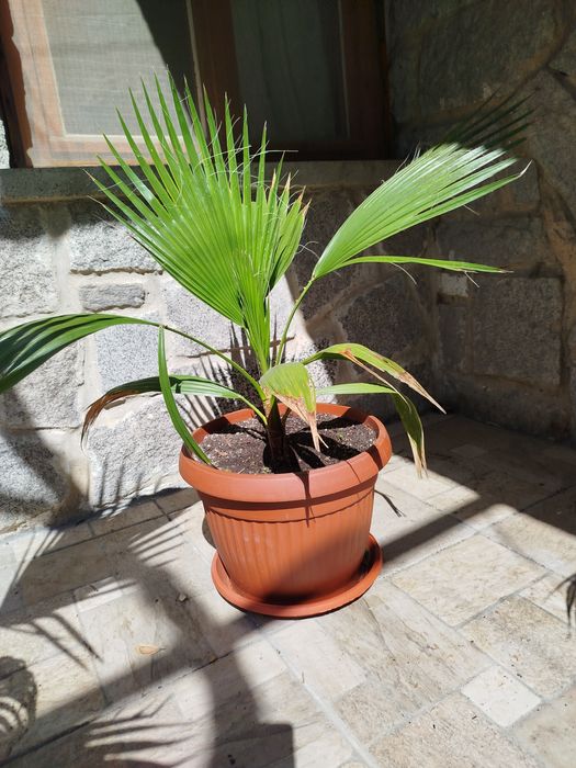 Палми Вашингтония и лимони