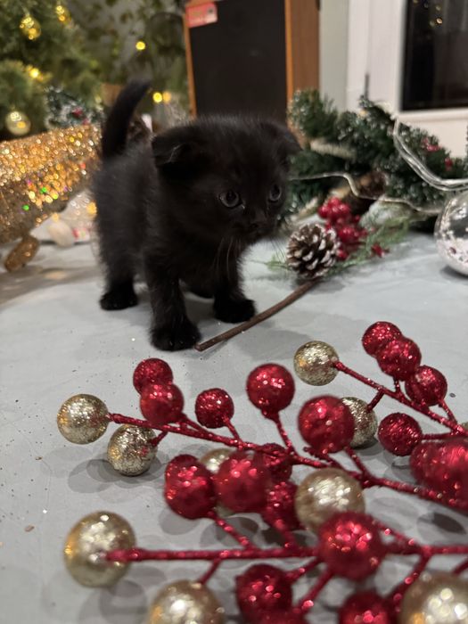 Мушукчала сотилади. Тозза зотли фолд , страйт