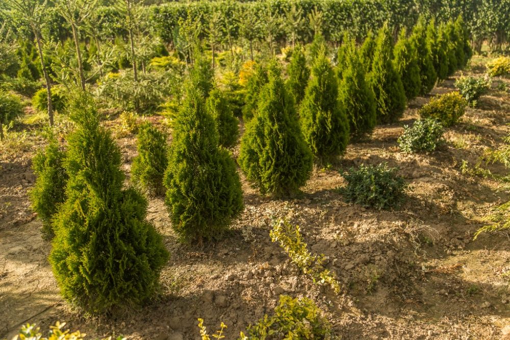 Pepiniera Tuia si Bonsai