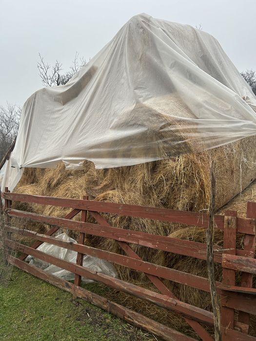 Baloți mari de fîn 160/120