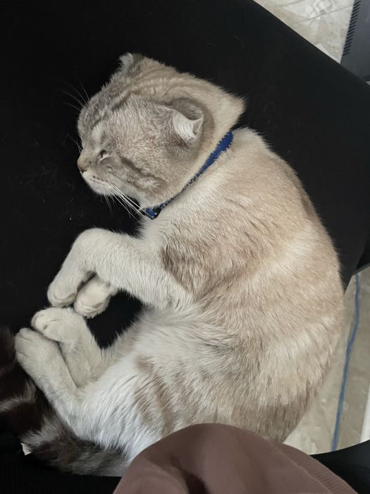 Кот. Возраст меньше года отдам в хорошие руки