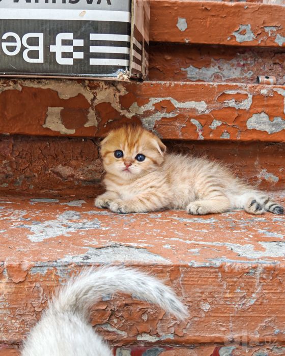 Скоттиш фолд марамирни