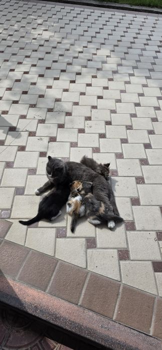 Mushuklar sotladi 1ta onasi 3ta bolasi zotli aqlli mishuklar