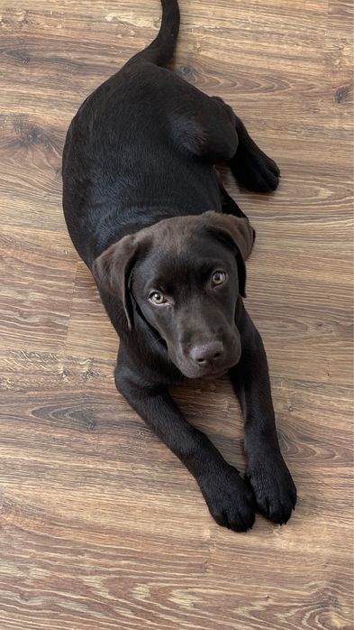 Лабрадор ретривер