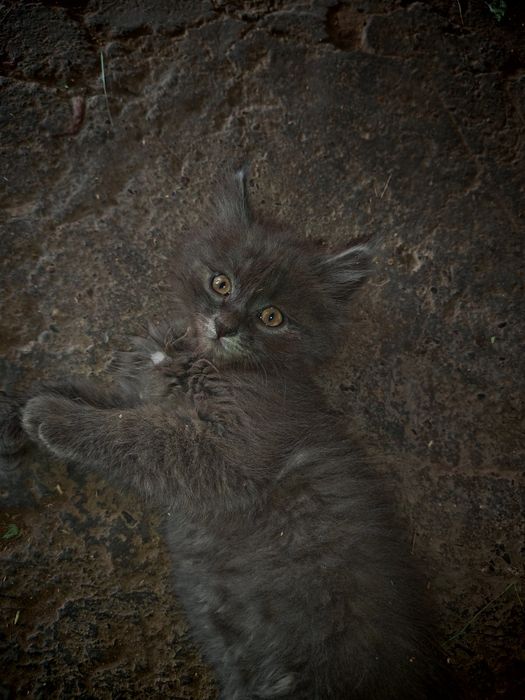 Отдам котёнка мальчик