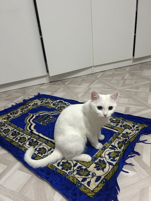 Кошка  породистая продам
